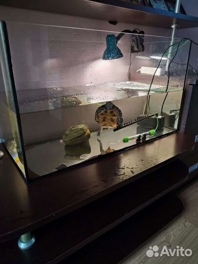 Террариум для красноухой черепахи