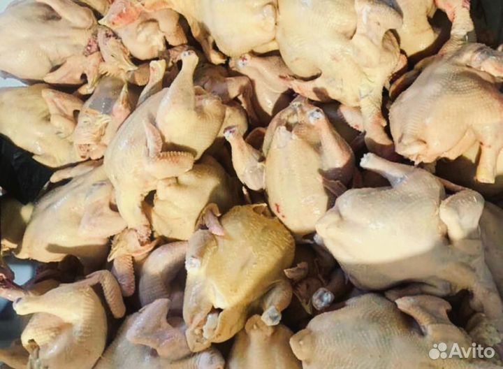 Куры домашние