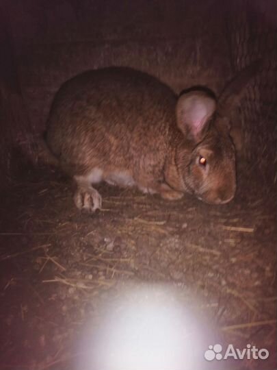 Кролики мясных пород