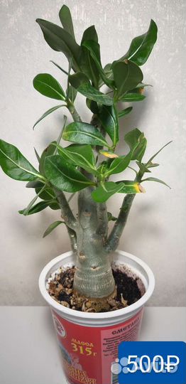 Адениум арабикум