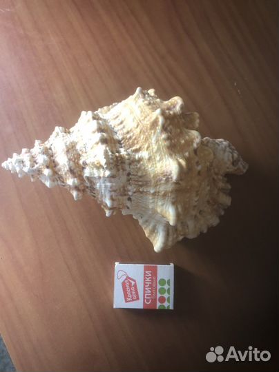 Раковина ракушка