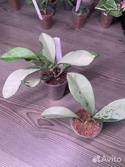 Хойи сортовые 2