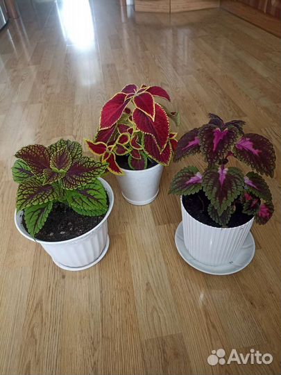 Цветы колеусы, три вида