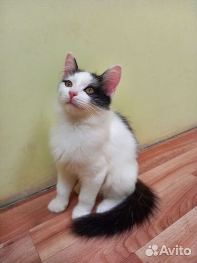 Котята в добрые руки бесплатно