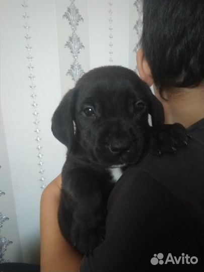 Щенки Кане Корсо