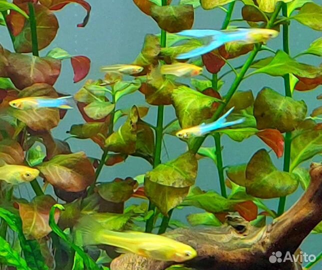 Гуппи Эндлера Голубое золото blue gold