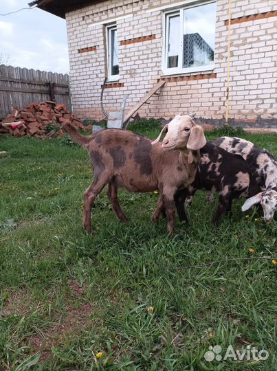 Нубийские козлята