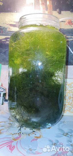 Роголистник, яванский мох