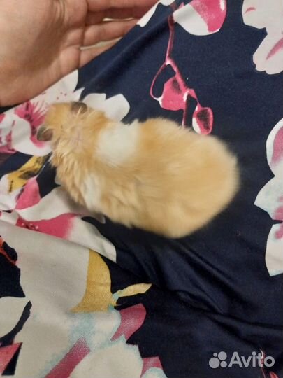 Ручной хомяк с клеткой