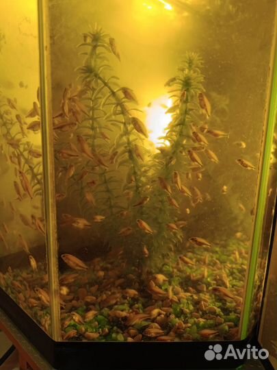 Хромис красавец