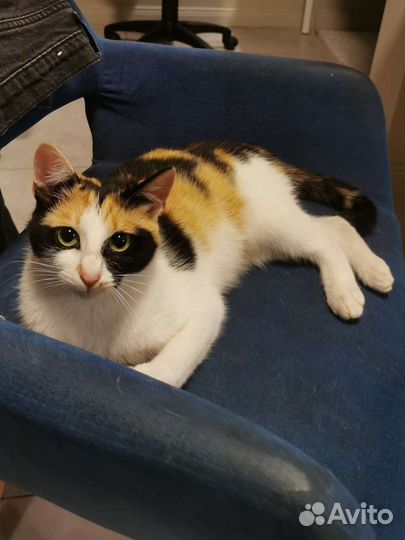 Ласковая девочка,10 месяцев, в дар