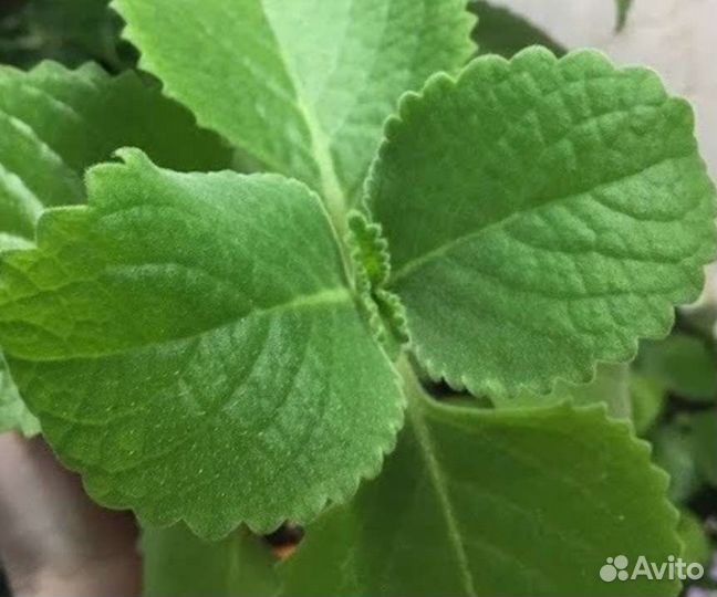 Мята комнатная и садовая
