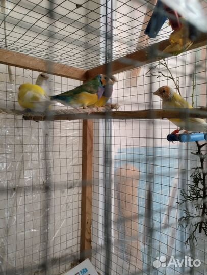 Амадины гульда