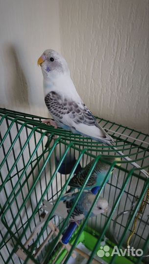 Птенцы волнистый попугай