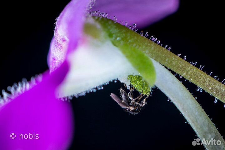 Хищное/насекомоядное растение Жирянка тина/везер