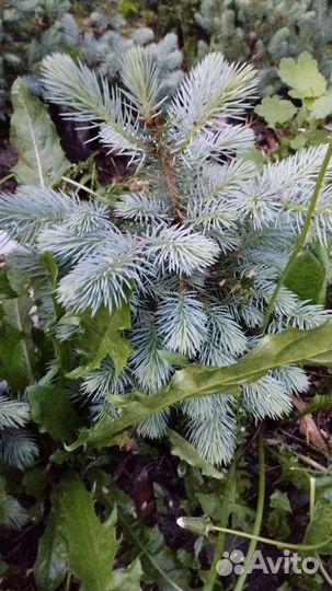 Ель голубая колючая Мисти Блю