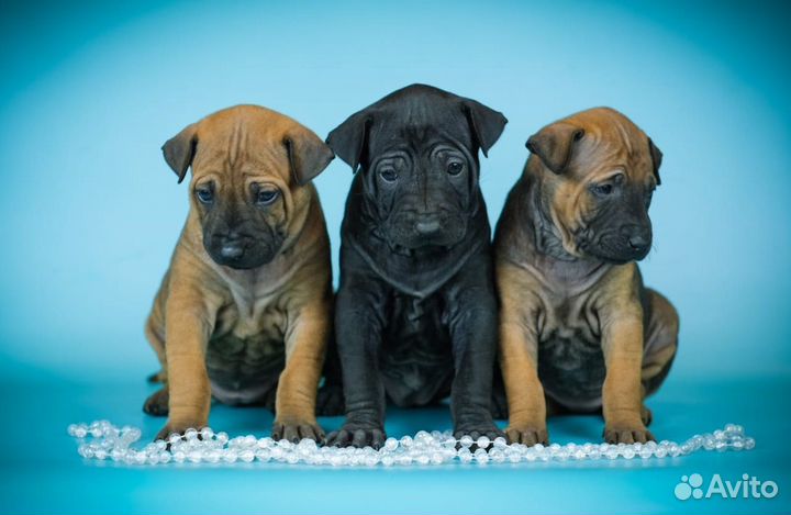 Красная девочка тайского риджбека