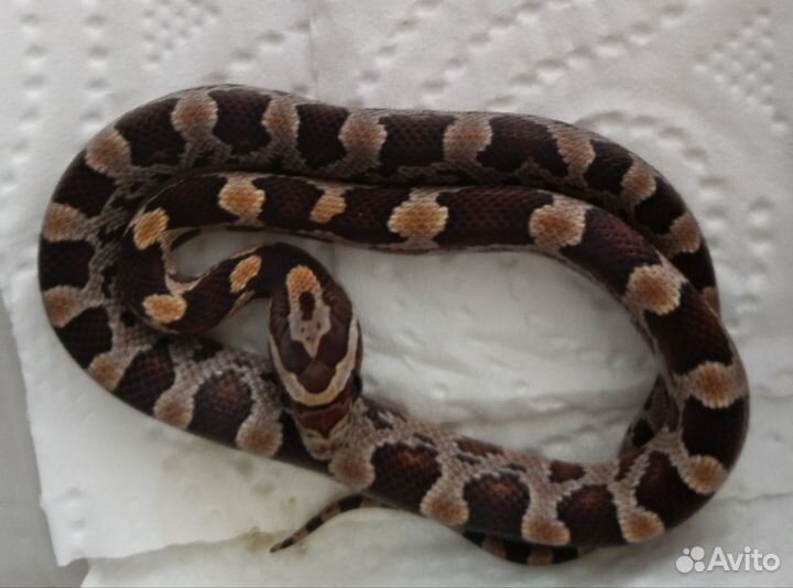 Маисовый полоз