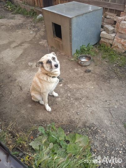 Собака в добрые руки