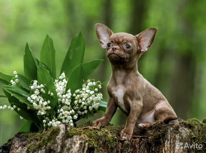 Щенки чихуахуа большой выбор окрасов