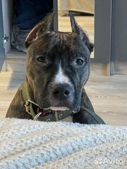 Щенки стаффорда девочка