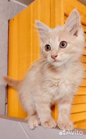 Рыжий копсавчик