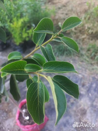 Саженцы хурмы, 3 года, инжирная/шоколад.королёк