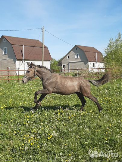 Жеребёнок полутяж