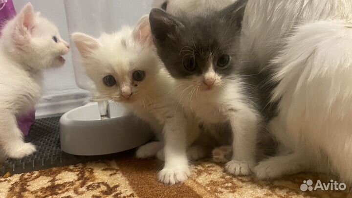 Аббисинские котята бесплатно