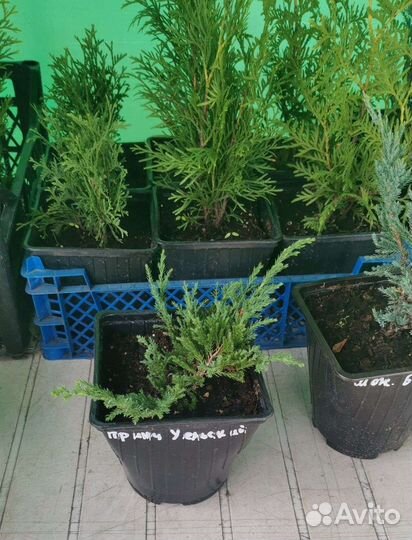 Можжевельник Блю чип
