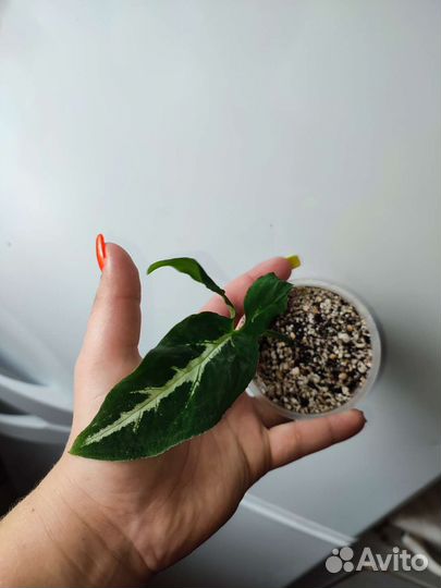 Сингониум вендланда