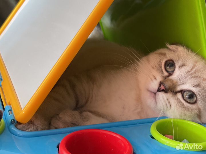 Шотландские вислоухие котята скотиш фолд