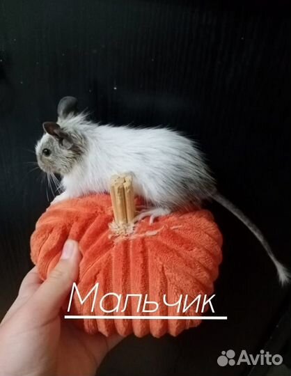 Белки дегу