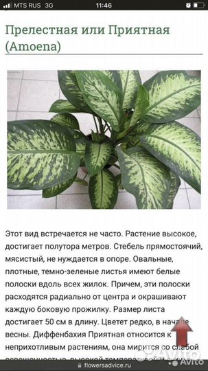 Диффенбахия древовидная (Прелестная)