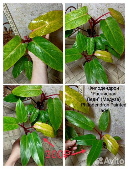 Филодендрон несколько сортов