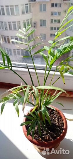 Комнатные цветы