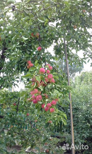 Сок яблочный натуральный