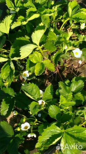 Рассада суперранней клубники