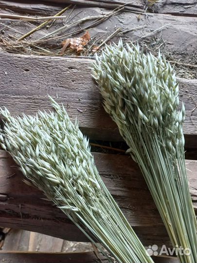 Декоративные злаки овёс