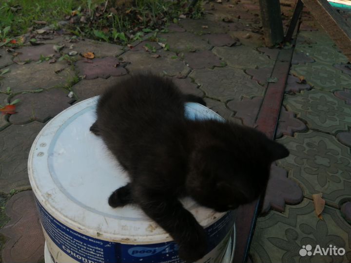 Котенок в добрые руки