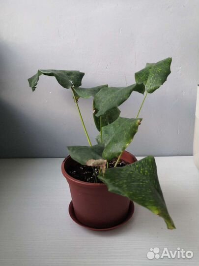 Калатея нетворк мозаичная