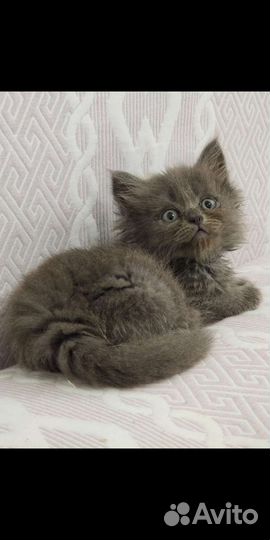 Британские и обычные котята,бесплатно