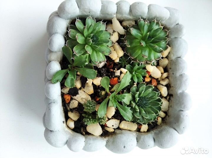 Живой подарок суккуленты