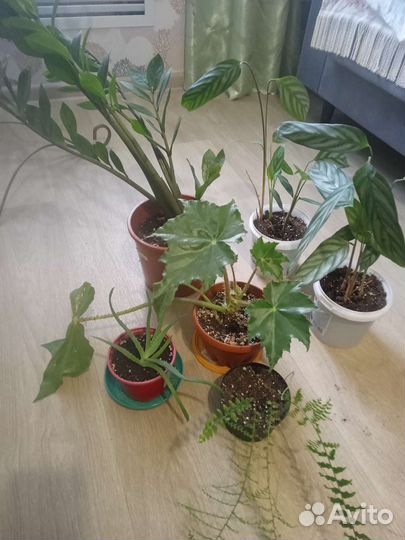 Продам цветы комнатные