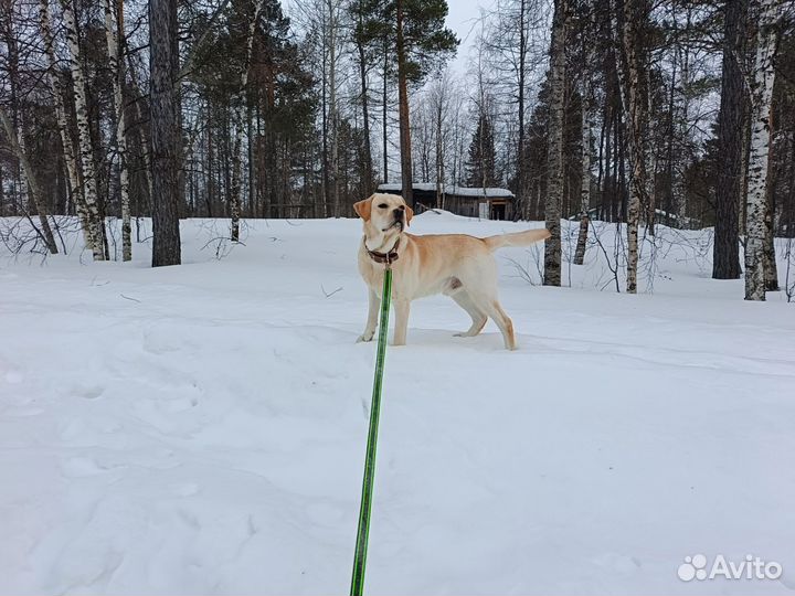 Отдам в добрые руки лабрадора
