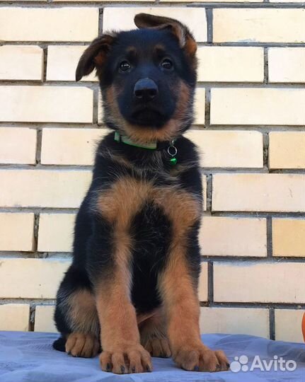 Крупный кобель