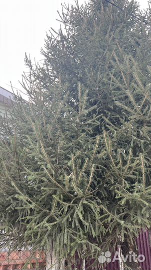 Ель новогодняя живая