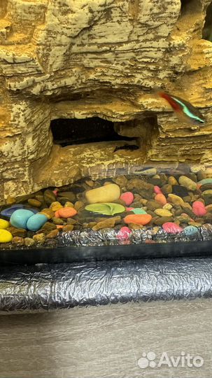 Мальки Сомики анциструсы