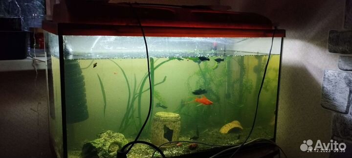 Аквариум с рыбками бу
