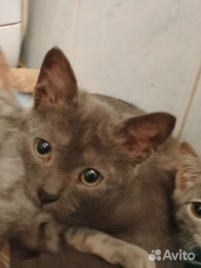 Кошка в дар бесплатно